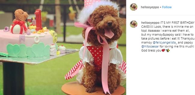 Ulang tahun anjing Felicya Angelista, Yeppo. (Instagram/@helloyeppo)