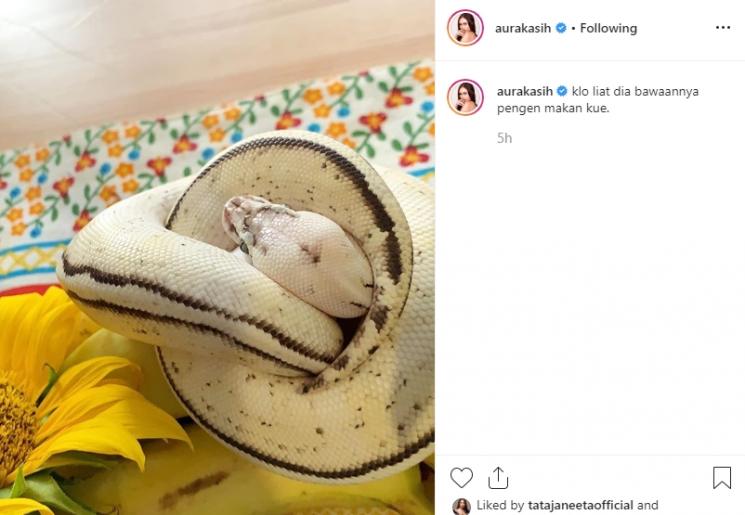 Aura Kasih dan ular peliharaannya (Instagram/@aurakasih)