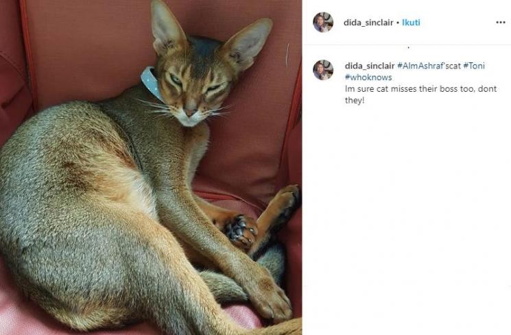 Kucing Ashraf Sinclair (Instagram/@dida_sinclair)