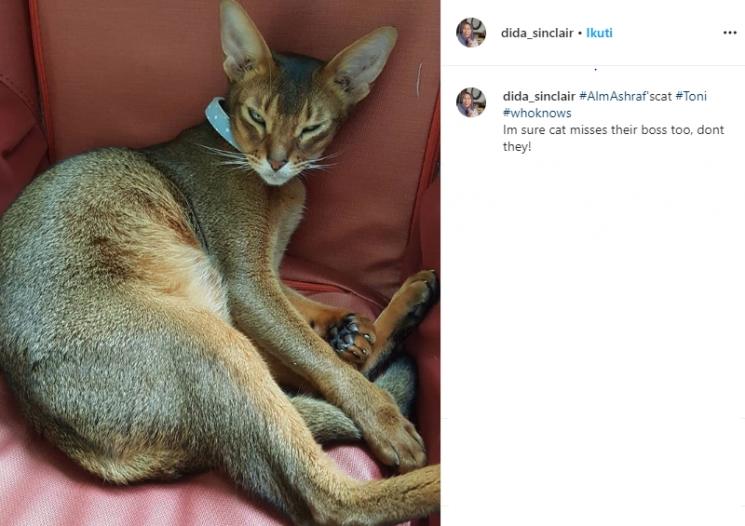 Kucing Ashraf Sinclair (Instagram/@dida_sinclair)