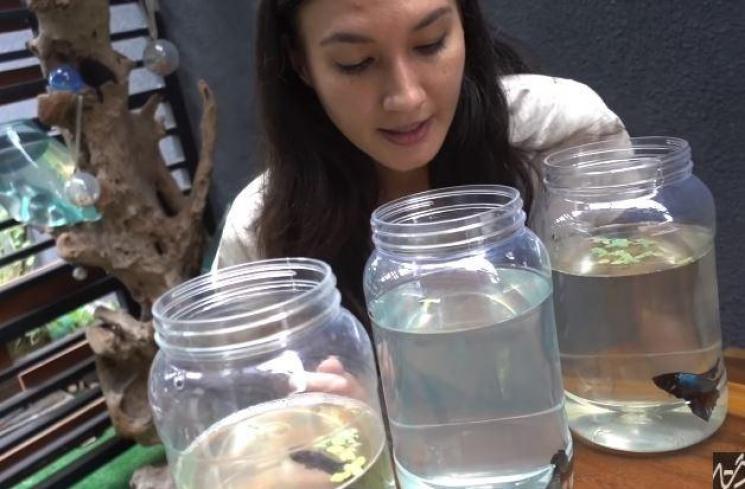 Nadine Chandrawinata pelihara ikan cupang. (Youtube/LangkahND)