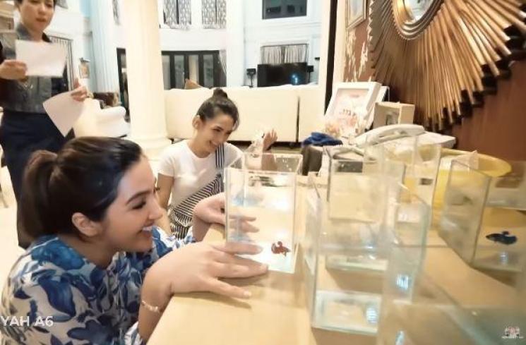 Ashanty pelihara ikan cupang. (Youtube/TheHermansyah)