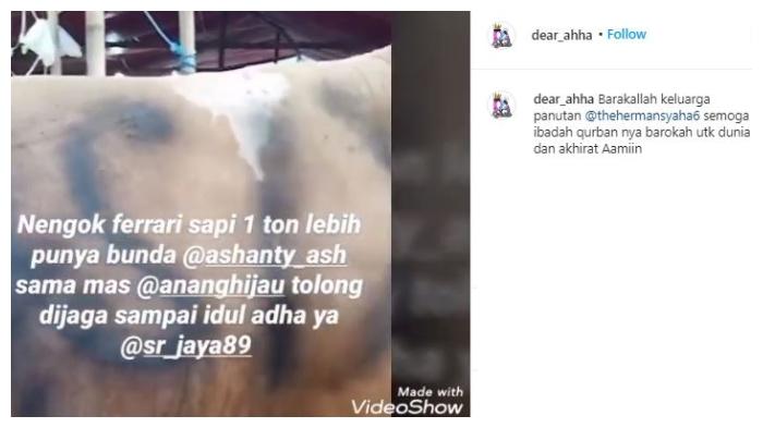 Sapi Anang Hermansyah dan Ashanty. (Instagram/@dear_ahha)