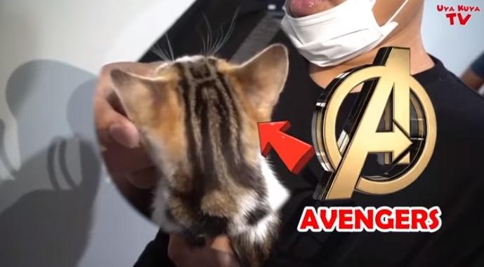 Kucing Rieta Amilia. (YouTube/Uya Kuya TV)