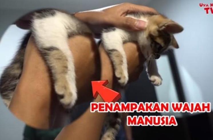 Kucing Rieta Amilia. (YouTube/Uya Kuya TV)