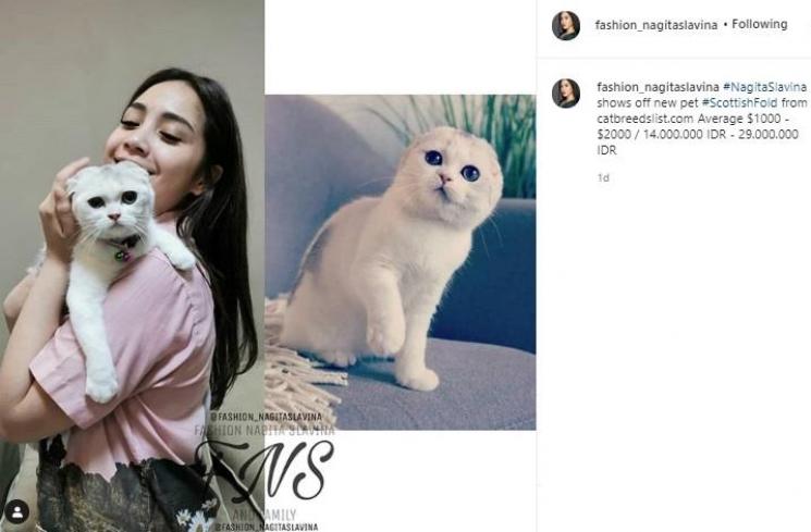 Harga kucing Nagita Slavina. (Instagram/@fashion_nagitaslavina)