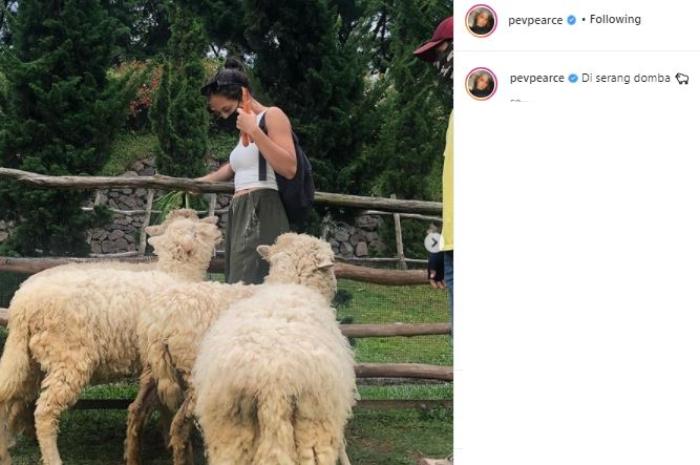 Pevita Pearce dikejar domba. (Instagram/@pevpearce)