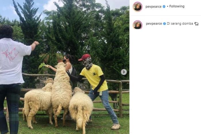 Pevita Pearce dikejar domba. (Instagram/@pevpearce)