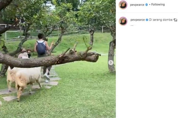 Pevita Pearce dikejar domba. (Instagram/@pevpearce)