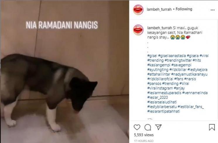 Nia Ramadhani tangisi anjing peliharaan (Instagram.com/lambe_turrah)