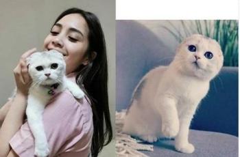 Nagita Slavina Bingung Ditanya Sarden Bansos: Kucingnya Aja Makan Salmon