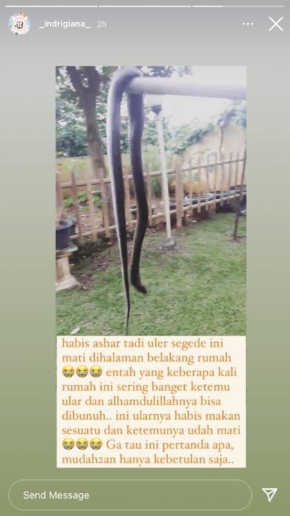 Indri Giana syok temukan ular berukuran besar. (Instagram/_indrigiana_)