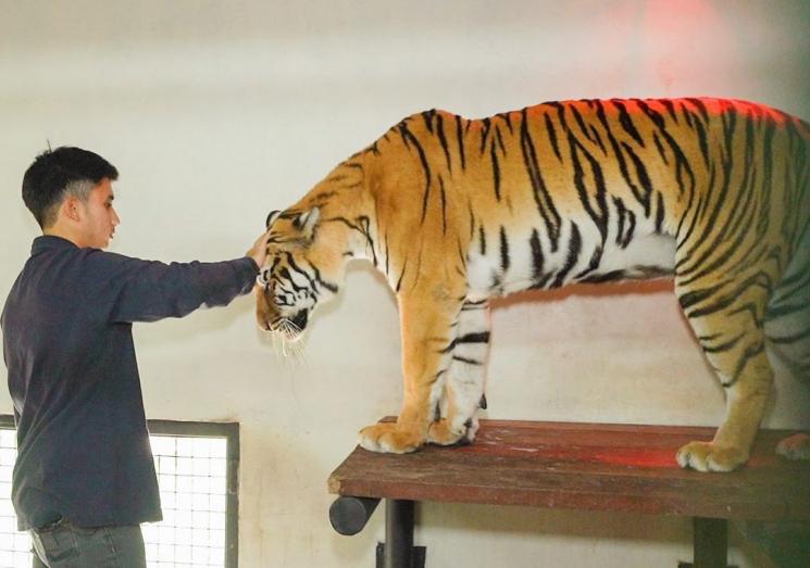 Potret Alshad Ahmad dan Harimau (Instagram/alshadahmad)