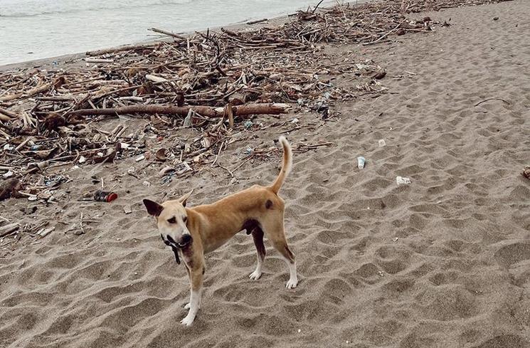 Jennifer Bachdim Ajak Anak Memungut Sampah. (Instagram/@jenniferbachdim)
