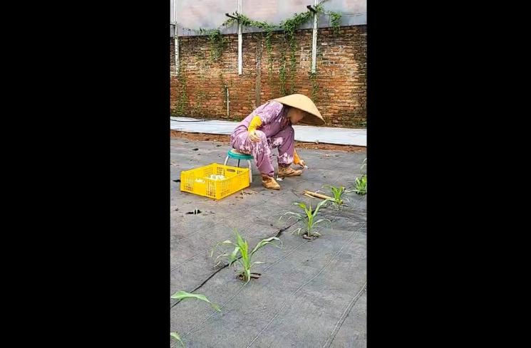 Potret kakak Sheryl Sheinafia bertani (Instagram/@maisapetani)