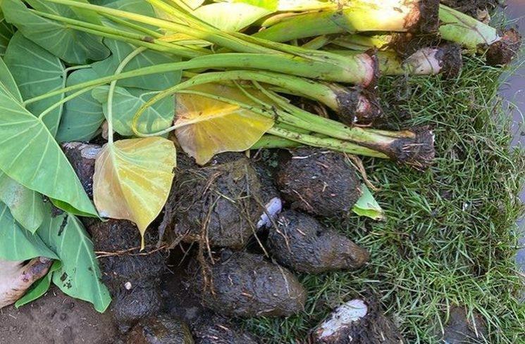 Momen Raline Shah Panen Talas di Hawaii. (Instagram/ralineshah)