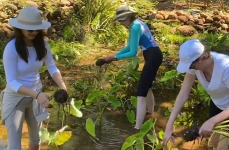 Momen Raline Shah Panen Talas di Hawaii. (Instagram/ralineshah)