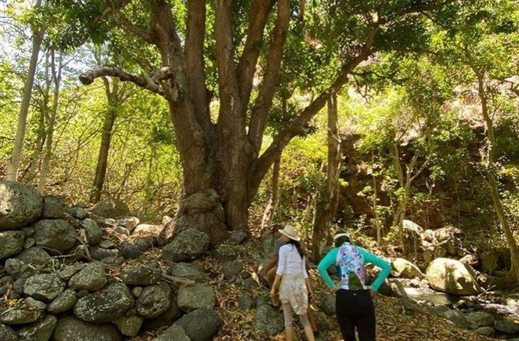 Momen Raline Shah Panen Talas di Hawaii. (Instagram/ralineshah)