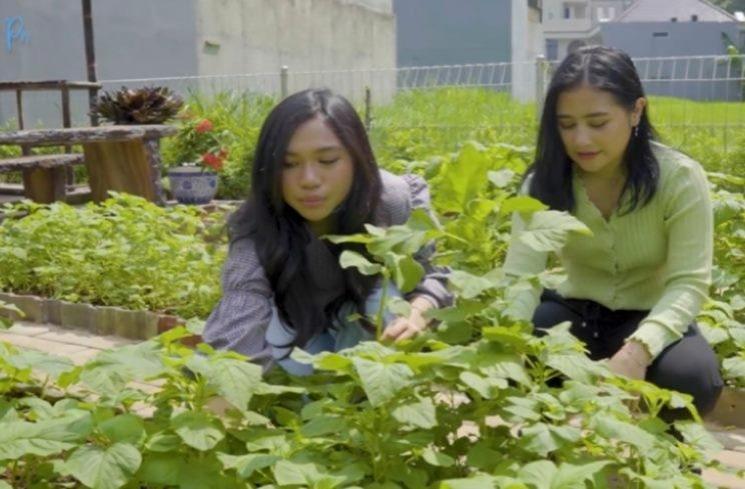 Potret Kebun Sayur di Rumah Artis. (YouTube/Prilly Latuconsina)