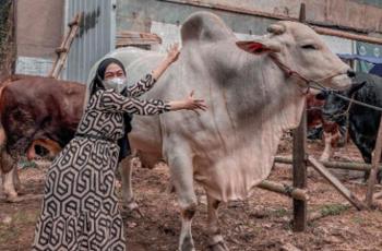 12 Potret Ria Ricis Hunting Hewan Kurban, Langsung Jatuh Cinta sampai Cium Sapi 'Senopati'