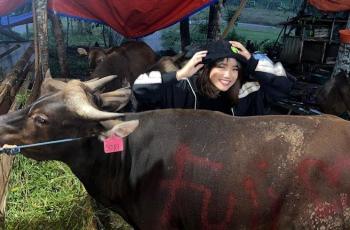 10 Potret Fuji Beli Sapi Kurban, Rela Jauh-Jauh ke Peternakan Langsung