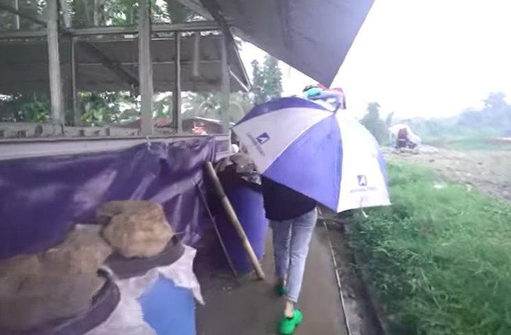 Potret Fuji beli sapi kurban. (YouTube/Fuji an)