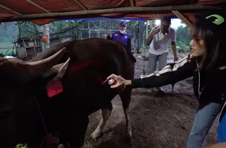 Potret Fuji beli sapi kurban. (YouTube/Fuji an)