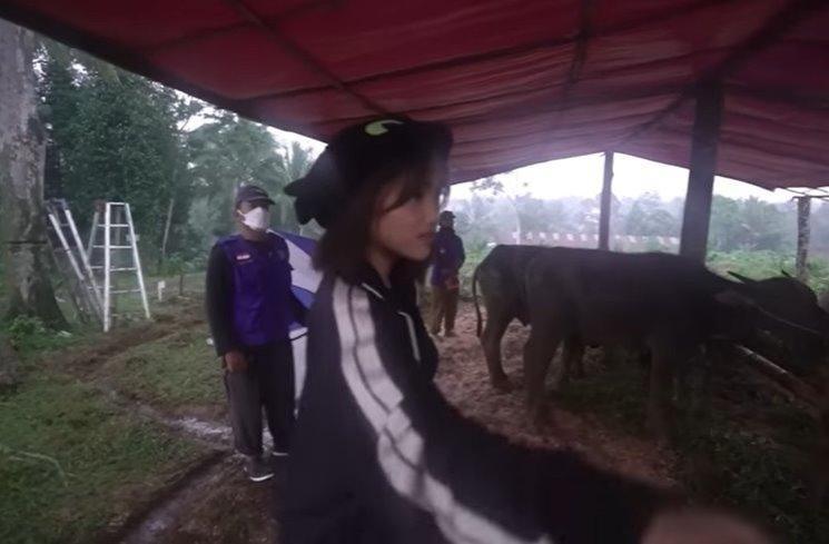 Potret Fuji beli sapi kurban. (YouTube/Fuji an)
