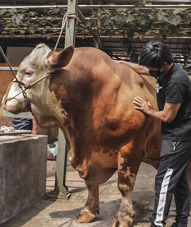 Potret Artis Bareng Hewan Kurban (instagram/@attahalilintar)