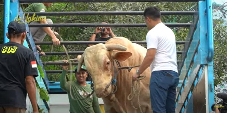 Momen Irfan Hakim Kurban Sapi Terbesar di Indonesia. (YouTube/deHakims)
