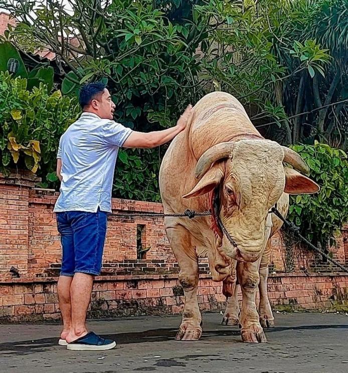 Irfan Hakim dan sapi kurban bernama Wisanggeni. (Instagram/irfanhakim75)
