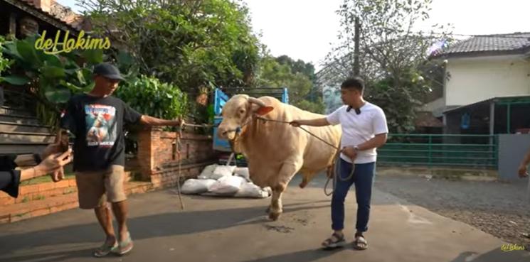Momen Irfan Hakim Kurban Sapi Terbesar di Indonesia. (YouTube/deHakims)