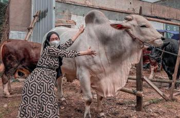10 Potret Artis Bareng Hewan Kurban, Sapi Primadona Hingga Terberat di Indonesia