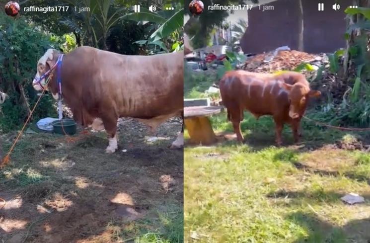 Potret Sapi Kurban Raffi Ahmad Seberat 1,3 Ton (Instagram/@raffinagita1717)