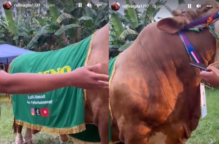 Potret Sapi Kurban Raffi Ahmad Seberat 1,3 Ton (Instagram/@raffinagita1717)