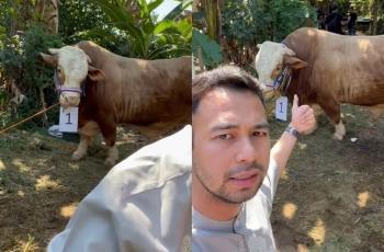 7 Potret Sapi Kurban Raffi Ahmad Seberat 1,3 Ton, Diberi Nama OntoSeno