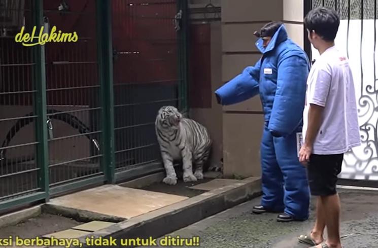 detik-detik Irfan Hakim diserang harimau putih Alshad Ahmad (YouTube/deHakims)