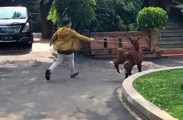 Potret Gemes Irfan Hakim dan Alpaca Peliharaannya (Instagram/irfanhakim75)