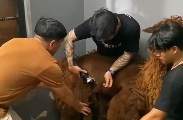 Potret Gemes Irfan Hakim dan Alpaca Peliharaannya (Instagram/irfanhakim75)