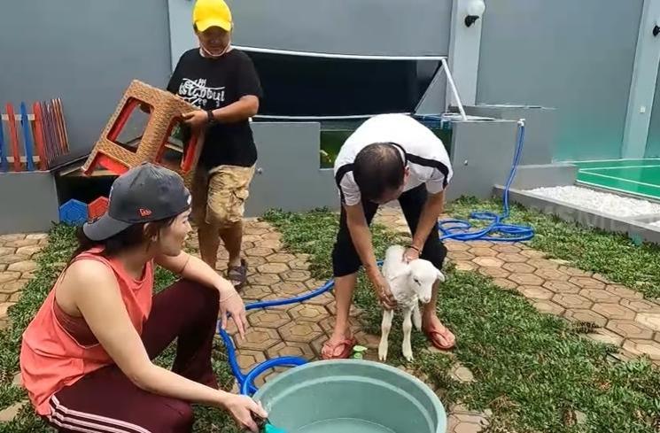 Potret Ayah Ojak Mandikan Kambing Kesayangan Ayu Ting Ting (YouTube/TRANS7 OFFICIAL)