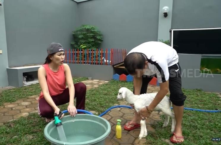 Potret Ayah Ojak Mandikan Kambing Kesayangan Ayu Ting Ting (YouTube/TRANS7 OFFICIAL)