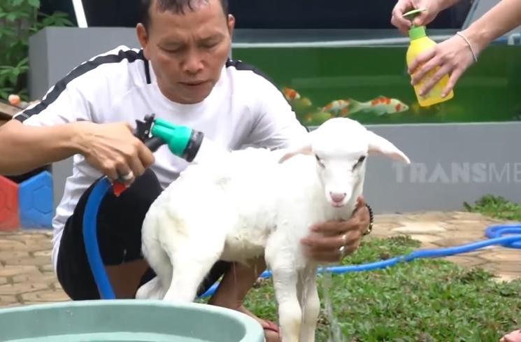 Potret Ayah Ojak Mandikan Kambing Kesayangan Ayu Ting Ting (YouTube/TRANS7 OFFICIAL)