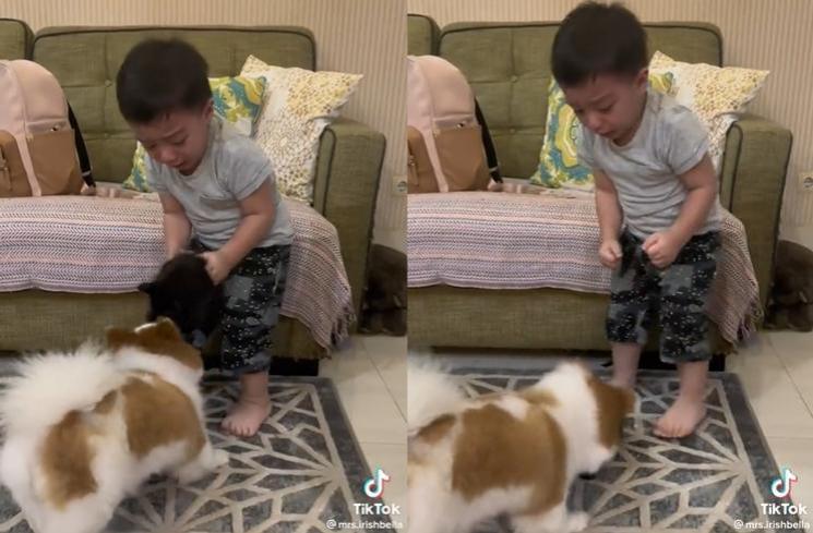 Momen Baby Air Rumi Anak Irish Bella Nangis Diganggu Anjing (TikTok/@mrs.irishbella)