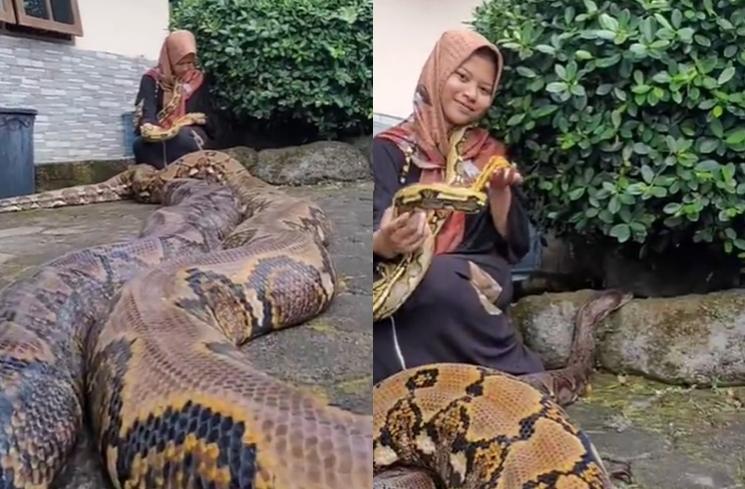 Persahabatan Chalwa Gadis Berhijab dengan Ular Raksasa (Instagram/@chalwa17)