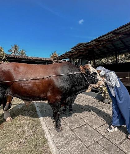 Potret Ria Ricis Siapkan Sapi Kurban (Instagram/riaricis1795)