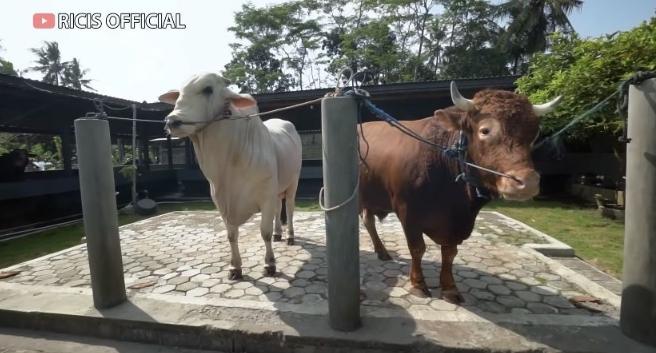 Potret Ria Ricis Siapkan Sapi Kurban (YouTube/Ricis Official)