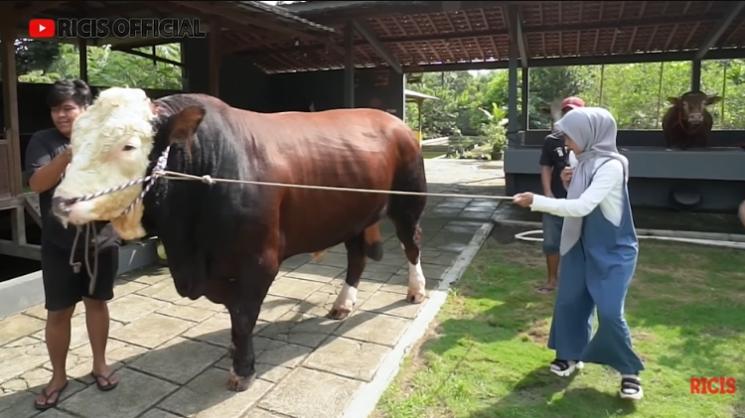Potret Ria Ricis Siapkan Sapi Kurban (YouTube/Ricis Official)