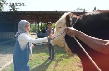 11 Potret Ria Ricis Siapkan Sapi Kurban Seberat 1 Ton untuk Moana