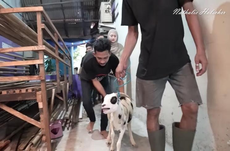 Momen Nathalie Holscher ajak kambing kurban naik Alphard (YouTube/NATHALIE HOLSCHER)