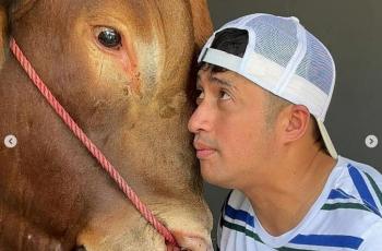 10 Momen Haru Kebersamaan Irfan Hakim dengan Wariso, Sapi Raksasa yang Dijadikan Kurban Idul Adha